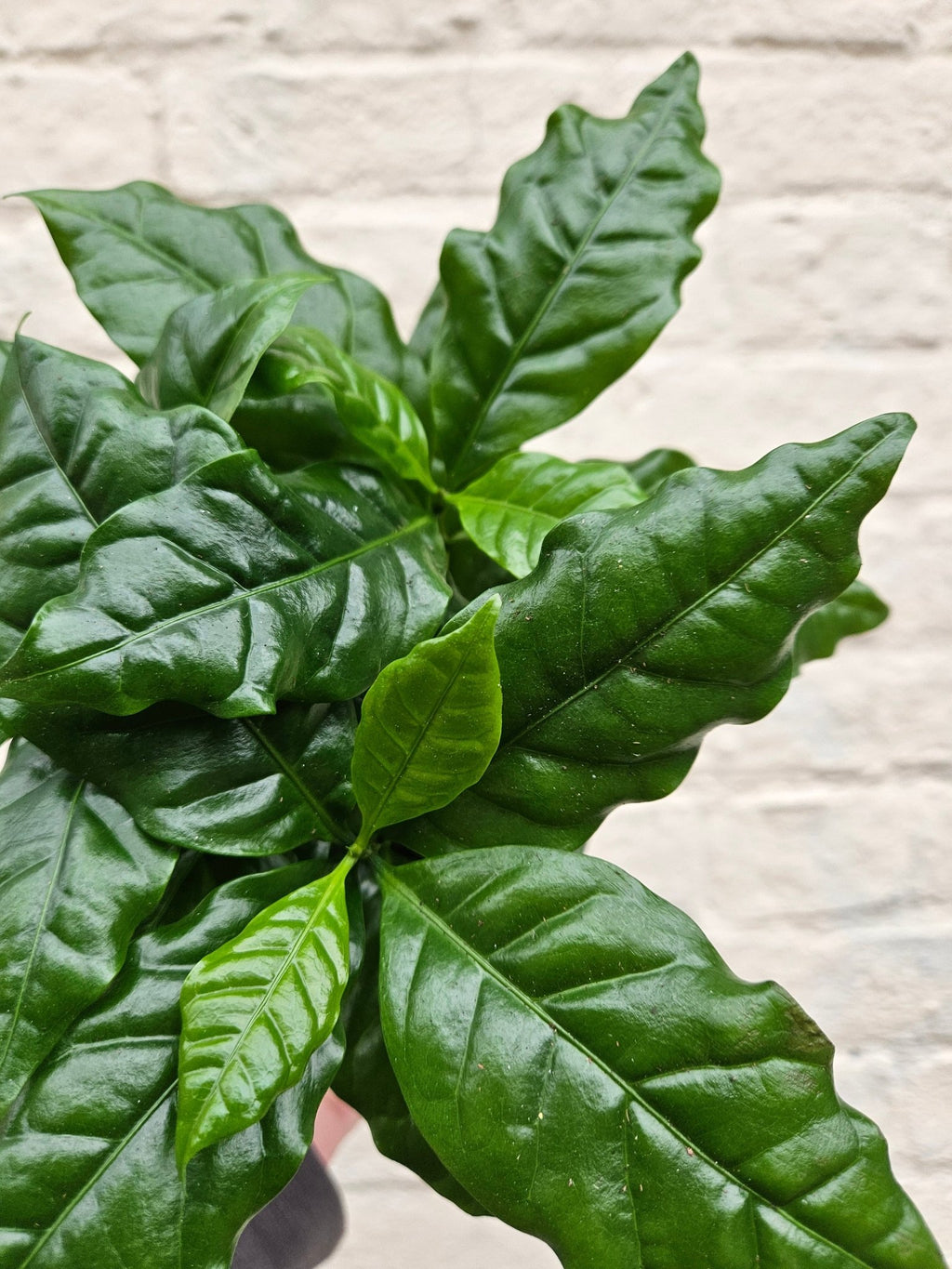 Coffee arabica (Coffee Plant) - SGP Garden Ltd