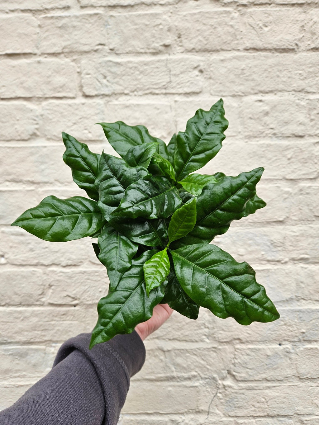 Coffee arabica (Coffee Plant) - SGP Garden Ltd