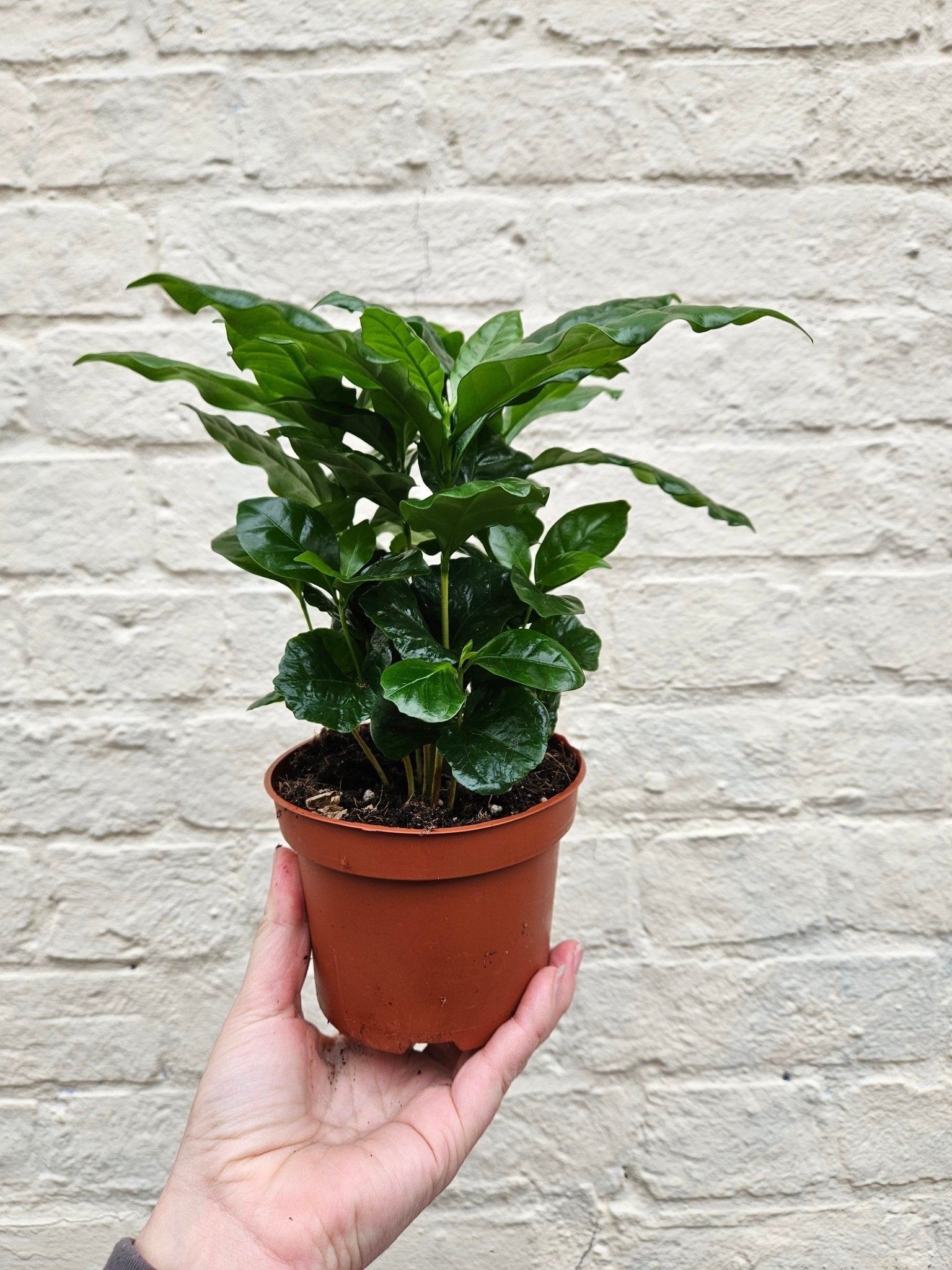 Coffee arabica (Coffee Plant) - SGP Garden Ltd