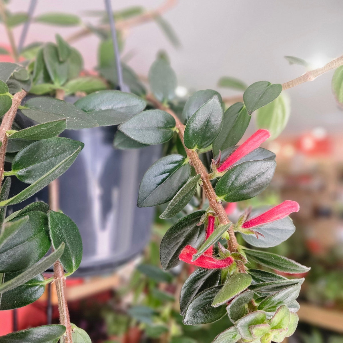 Columnea ‘Krakatau’ (Goldfish Plant) - SGP Garden Ltd