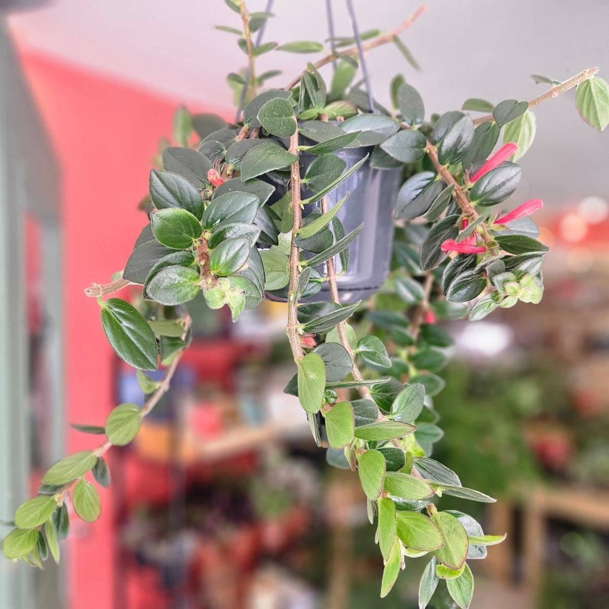 Columnea ‘Krakatau’ (Goldfish Plant) - SGP Garden Ltd