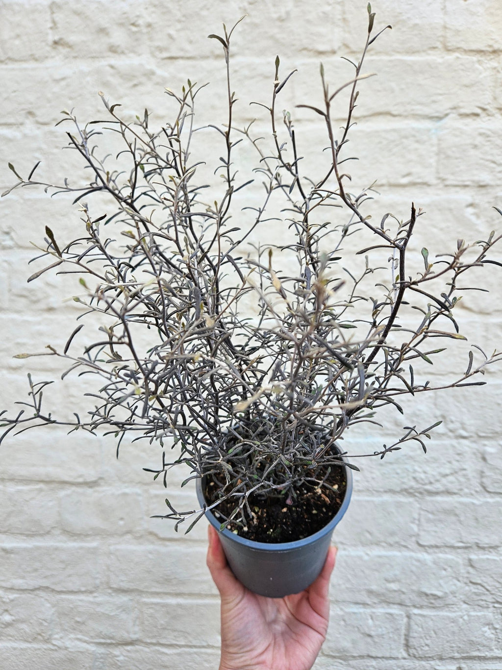 Corokia cotoneaster 'Maori silver' (Wire netting bush) - SGP Garden Ltd