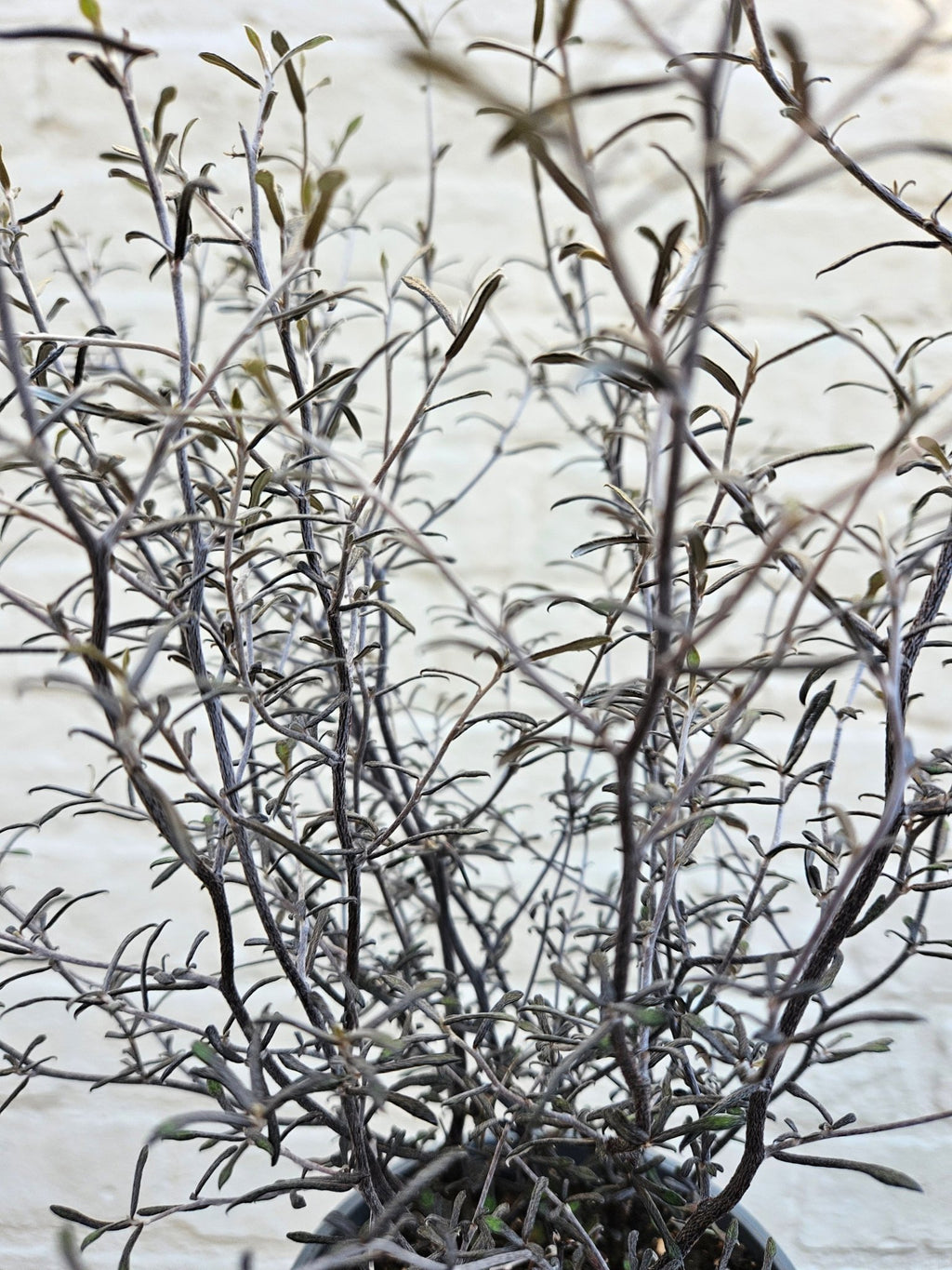 Corokia cotoneaster 'Maori silver' (Wire netting bush) - SGP Garden Ltd