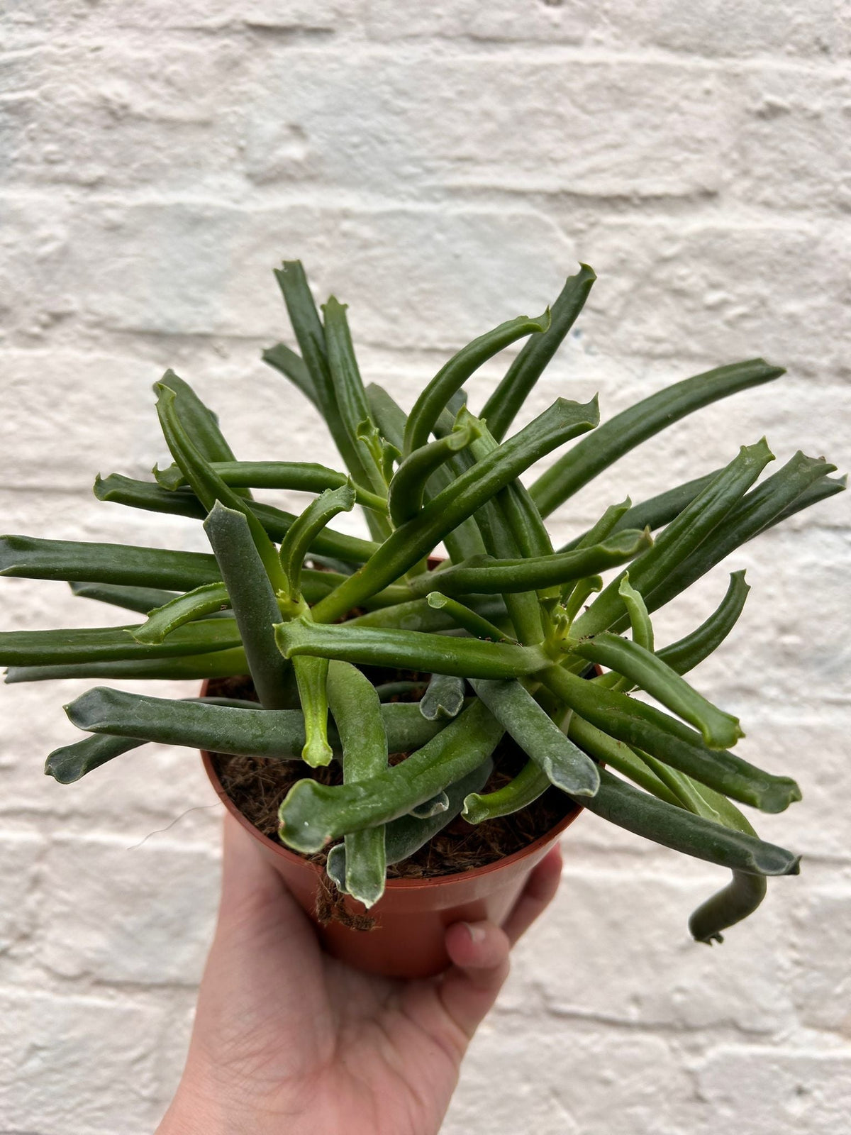 Cotyledon 'Elephants trunk' - SGP Garden Ltd
