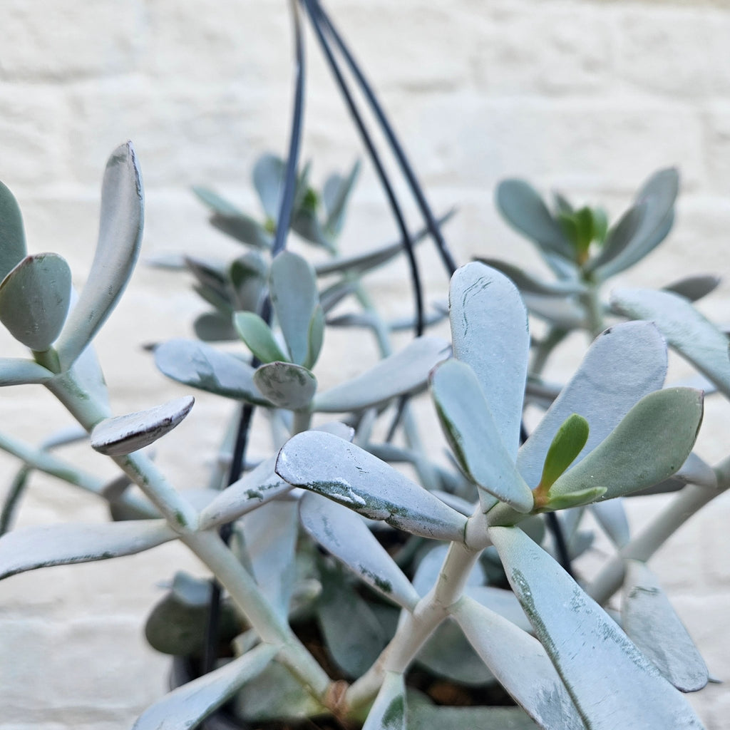 Cotyledon 'Silver Peak' - SGP Garden Ltd