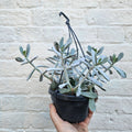 Cotyledon 'Silver Peak' - SGP Garden Ltd