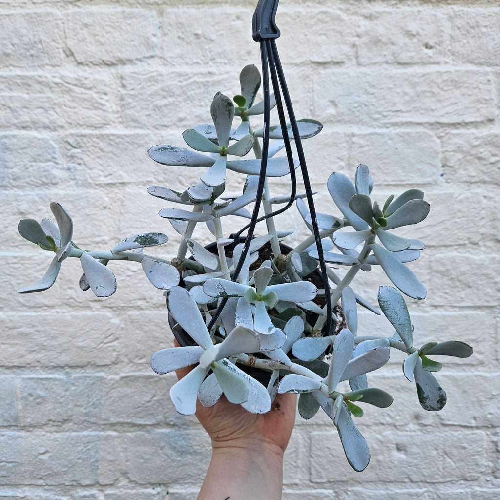 Cotyledon 'Silver Peak' - SGP Garden Ltd