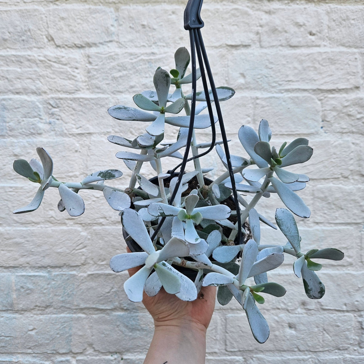 Cotyledon 'Silver Peak' - SGP Garden Ltd
