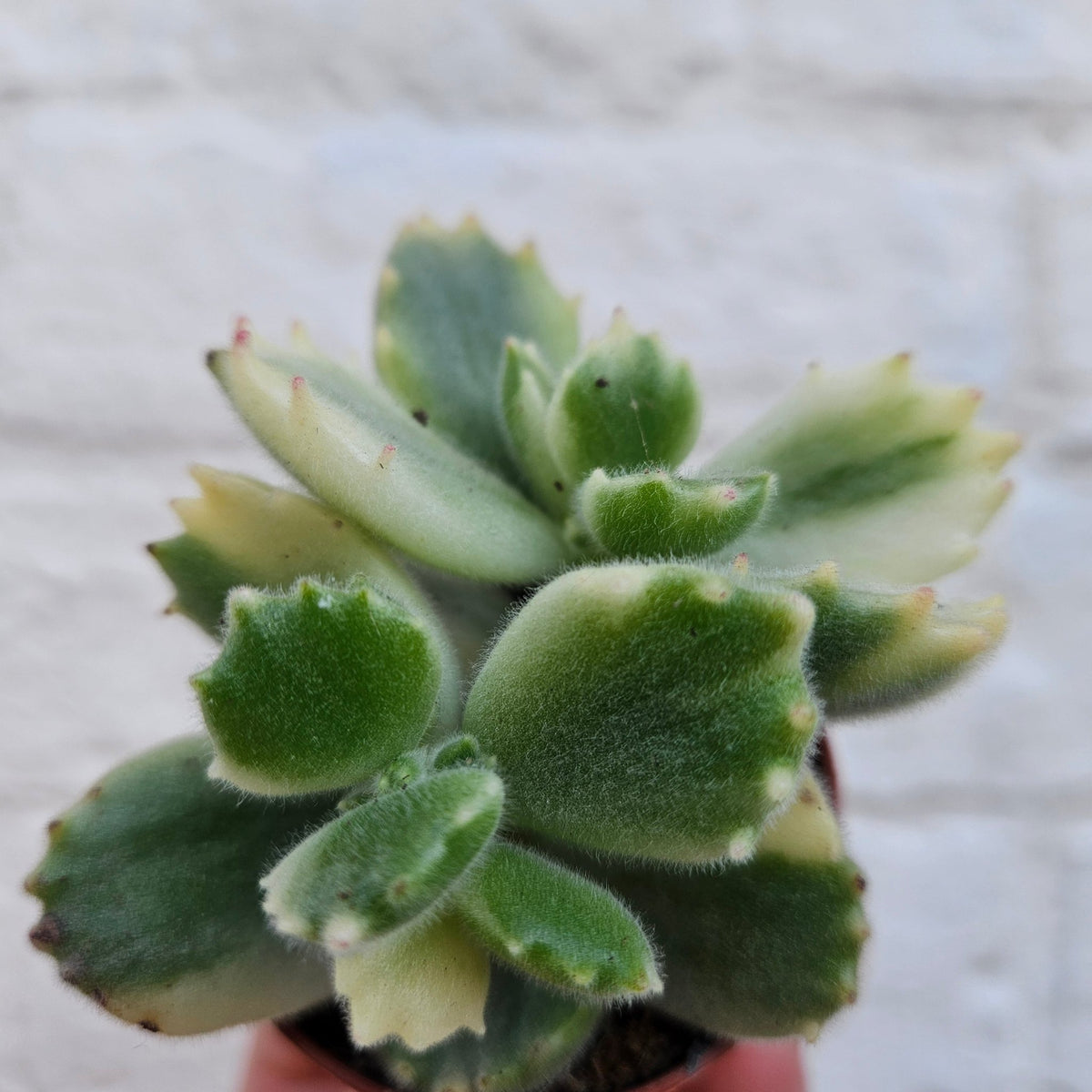 Cotyledon tomentosa 'Bears paw' - SGP Garden Ltd