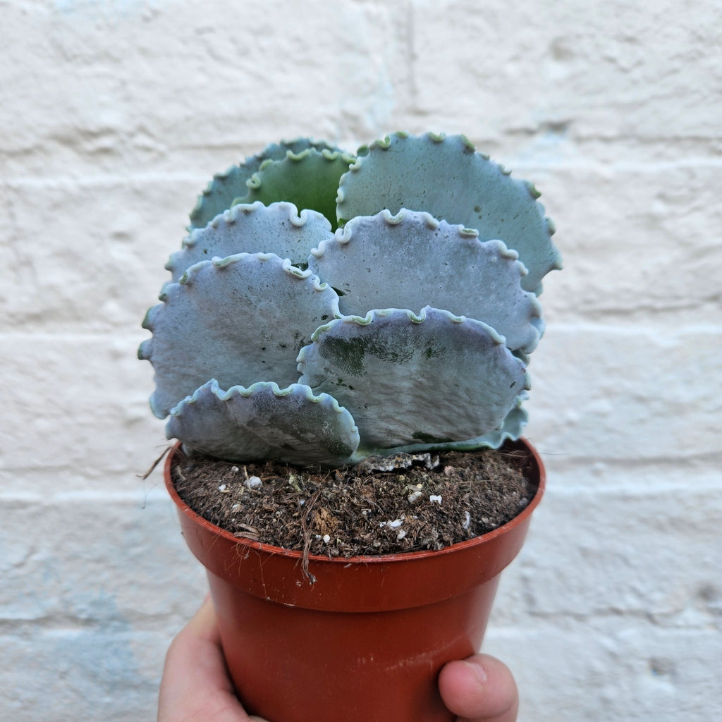 Cotyledon undulata (Silver Ruffles) - SGP Garden Ltd