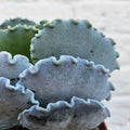 Cotyledon undulata (Silver Ruffles) - SGP Garden Ltd