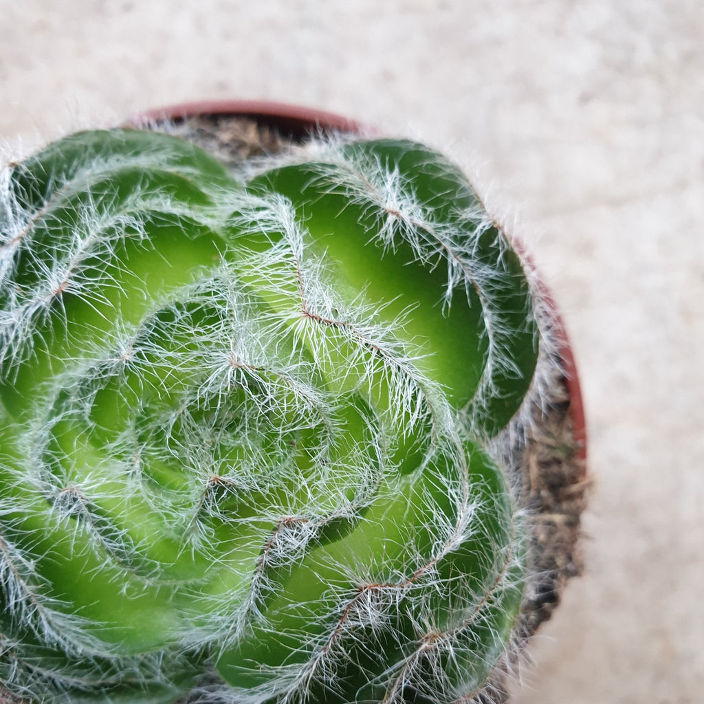 Crassula barbata (Bearded-leaved Cactus) - SGP Garden Ltd