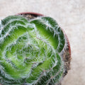 Crassula barbata (Bearded-leaved Cactus) - SGP Garden Ltd