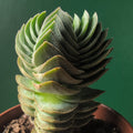 Crassula 'Buddhas Temple' - SGP Garden Ltd