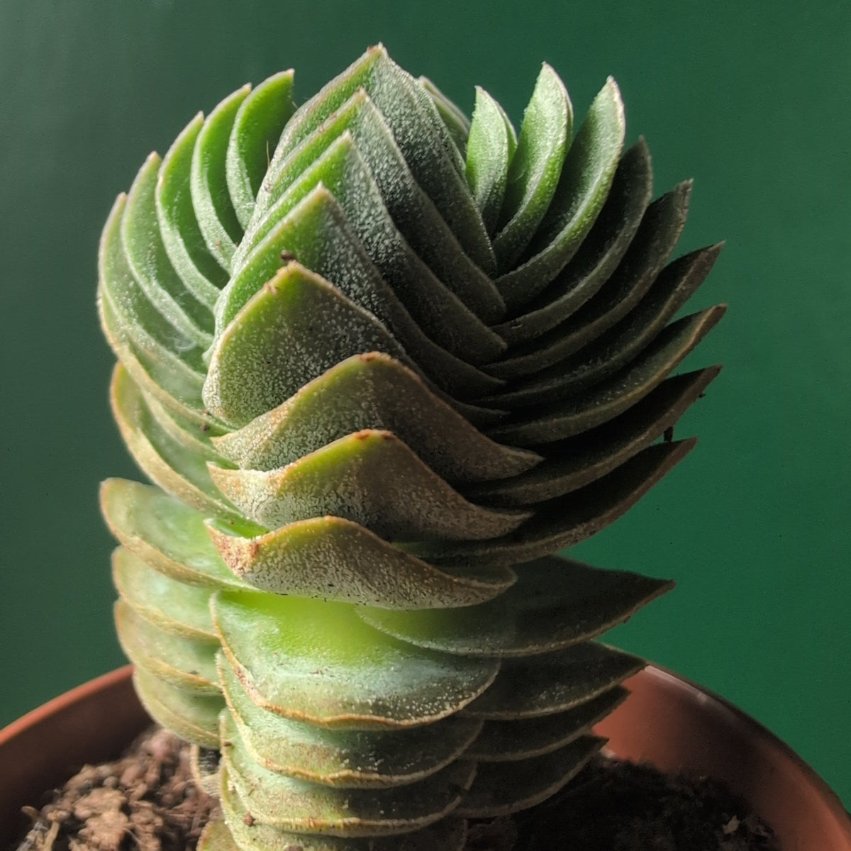 Crassula 'Buddhas Temple' - SGP Garden Ltd