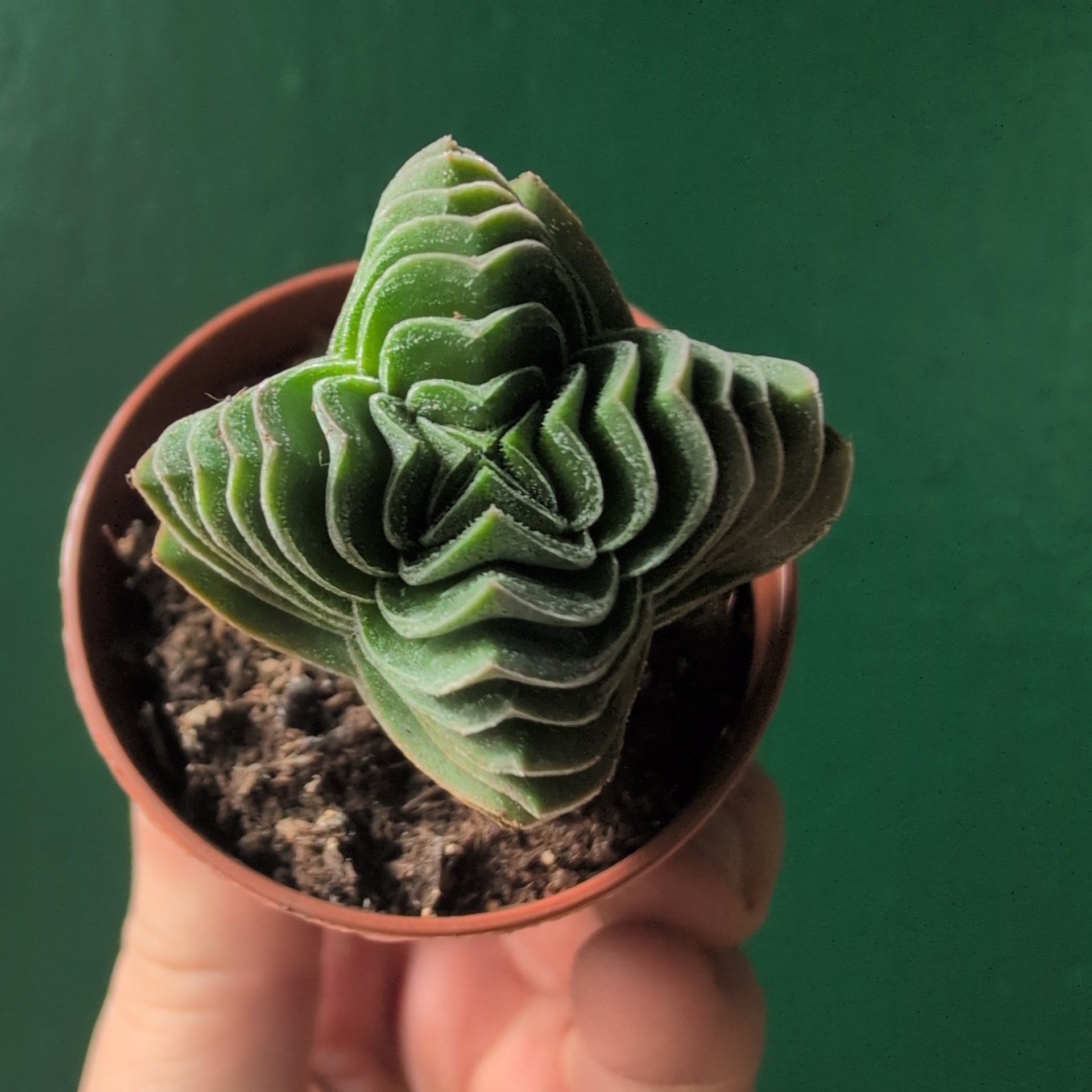 Crassula 'Buddhas Temple' - SGP Garden Ltd