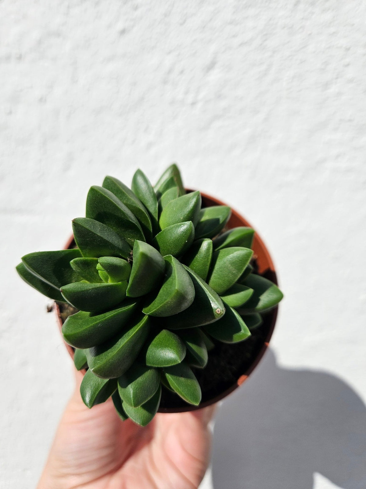 Crassula capitella ‘Benjamin’ - SGP Garden Ltd