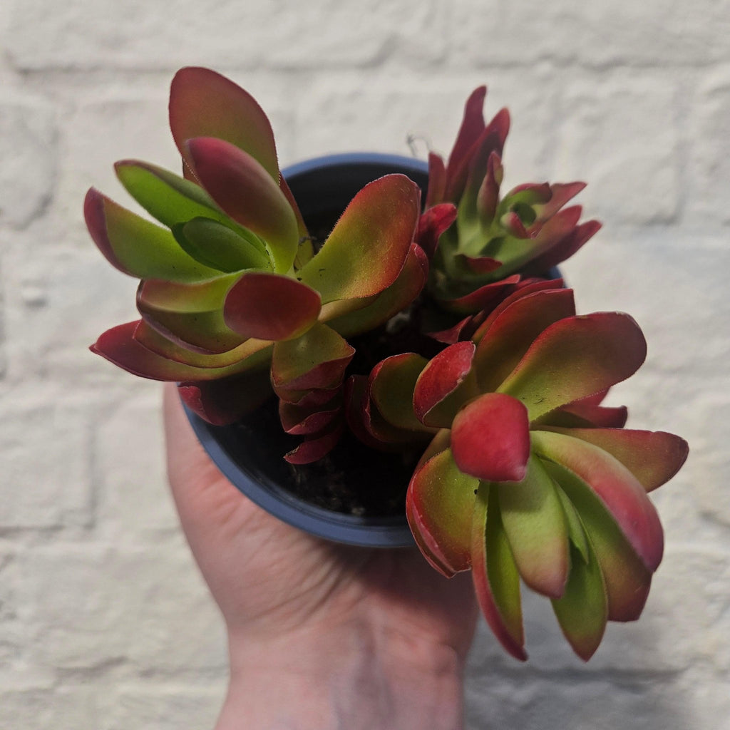 Crassula capitella varieties - SGP Garden Ltd