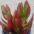 Crassula capitella varieties - SGP Garden Ltd