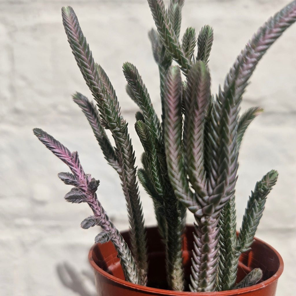 Crassula lycopodioides (Watchchain Plant) - SGP Garden Ltd