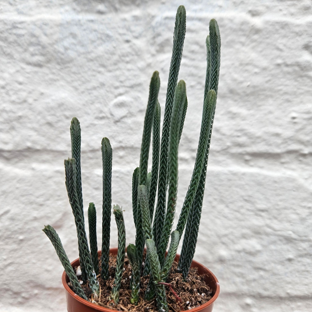Crassula lycopodioides (Watchchain Plant) - SGP Garden Ltd