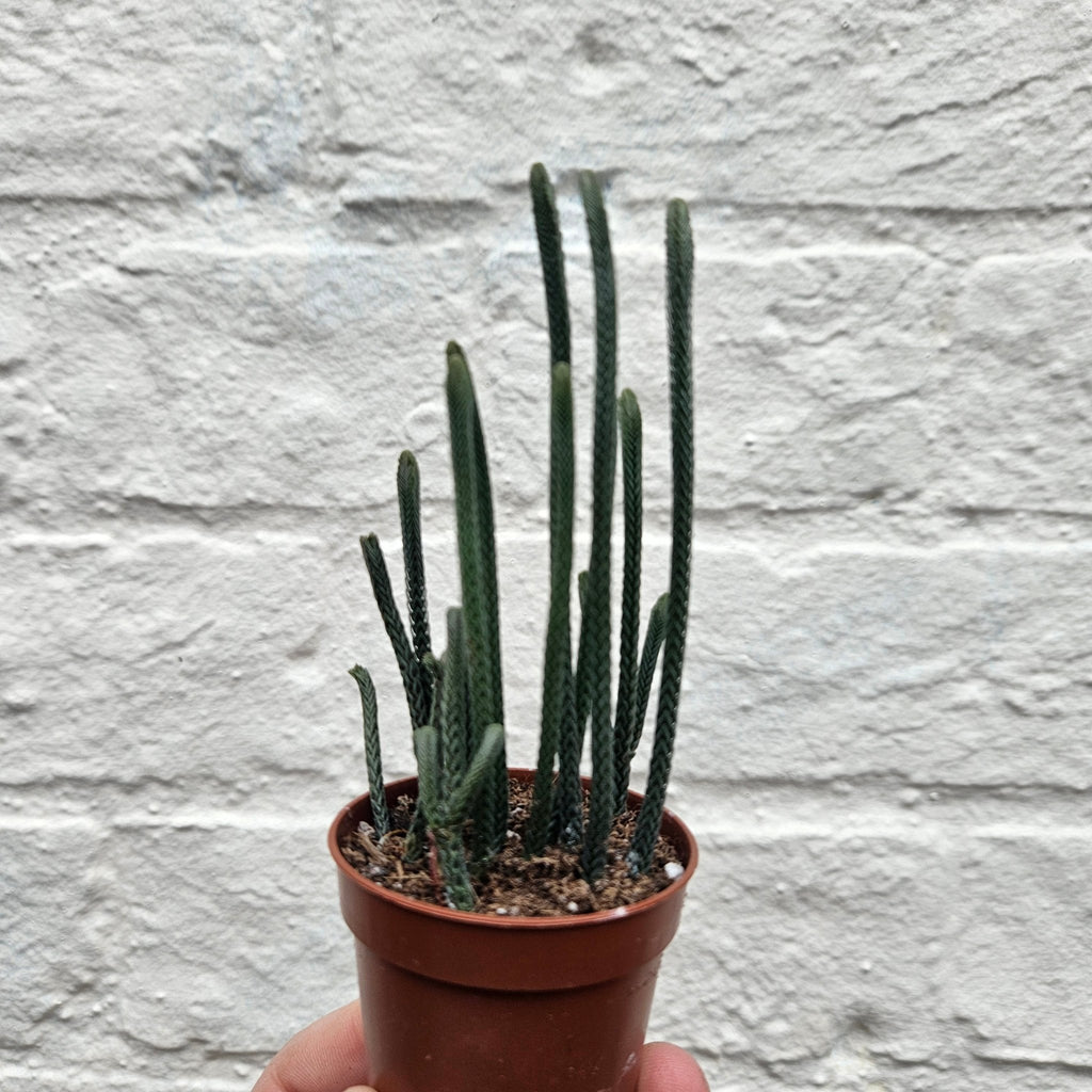 Crassula lycopodioides (Watchchain Plant) - SGP Garden Ltd