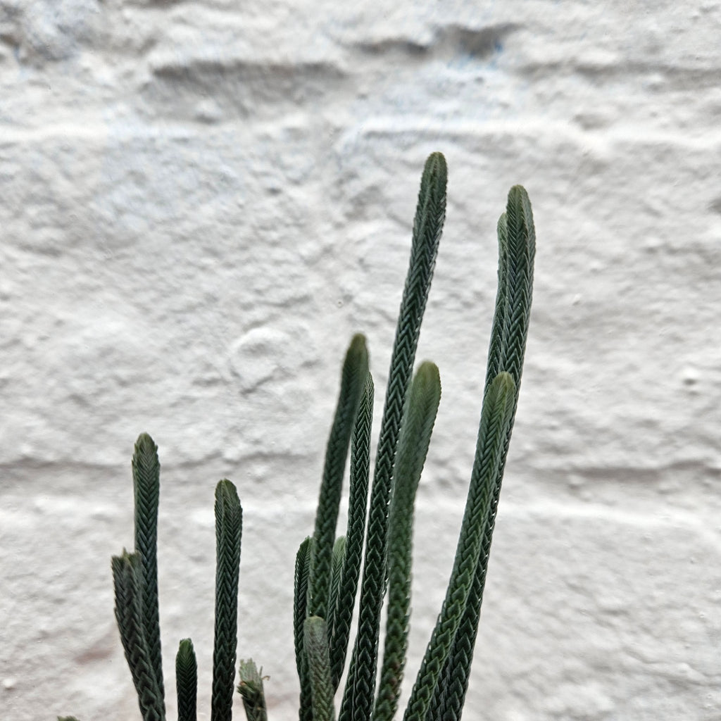Crassula lycopodioides (Watchchain Plant) - SGP Garden Ltd