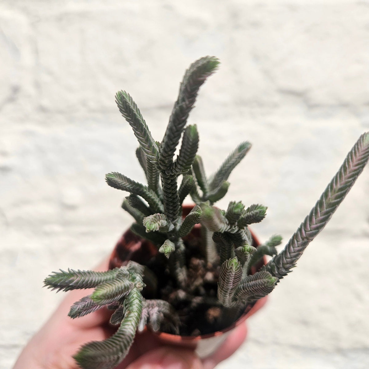 Crassula lycopodioides (Watchchain Plant) - SGP Garden Ltd