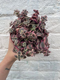 Crassula marginalis Rubra 'Variegata' (Calico Kitten) - SGP Garden Ltd