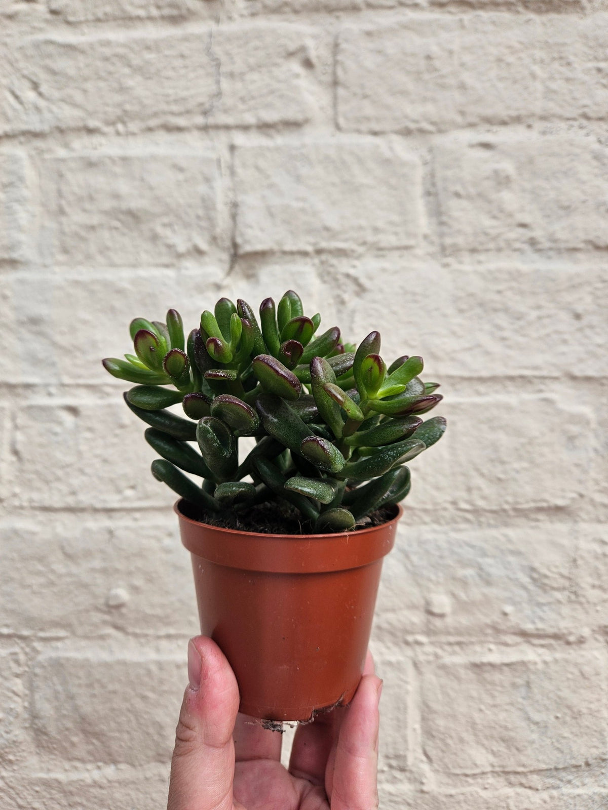 Crassula ovata 'Gandalf' (Jade plant) - SGP Garden Ltd