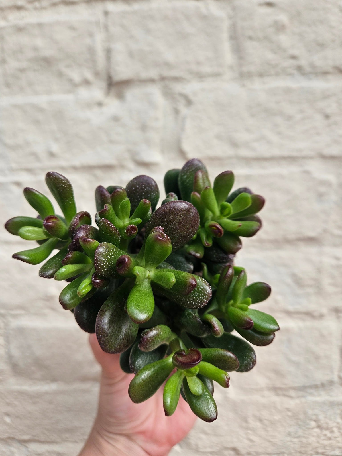 Crassula ovata 'Gandalf' (Jade plant) - SGP Garden Ltd