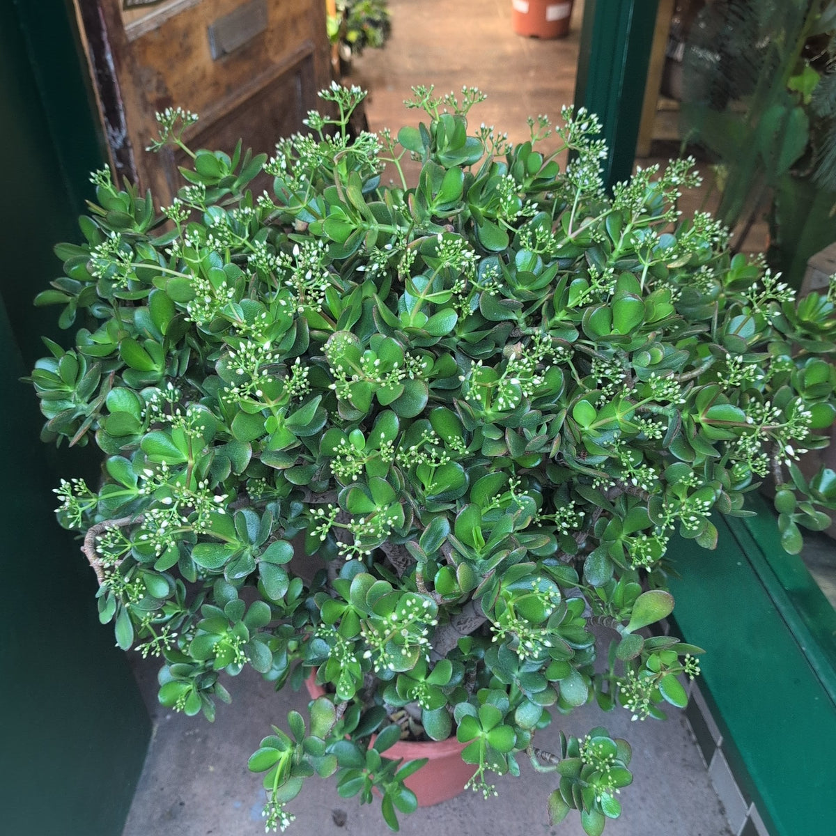 Crassula ovata (Jade plant) - SGP Garden Ltd