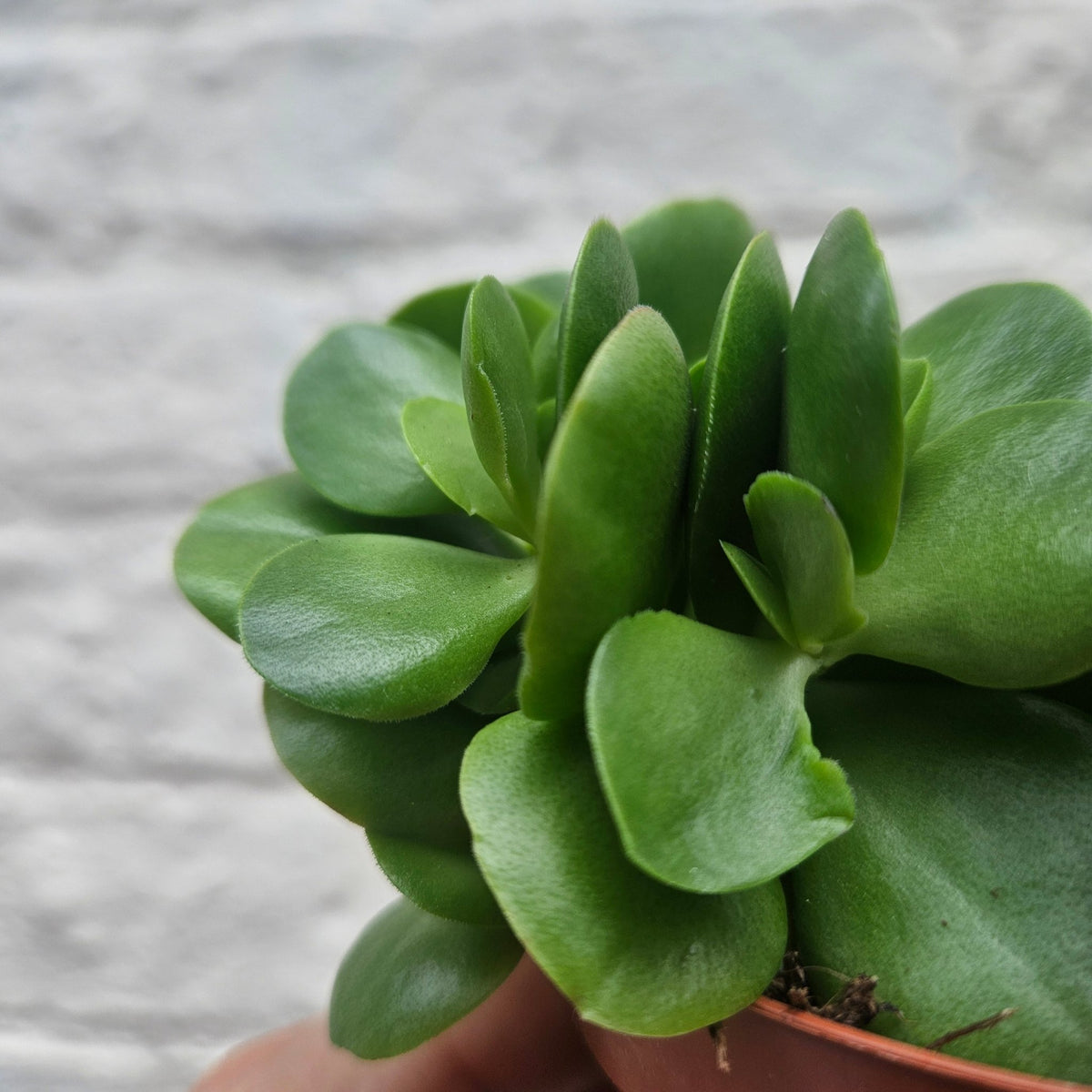 Crassula swaziensis 'Money Maker' - SGP Garden Ltd