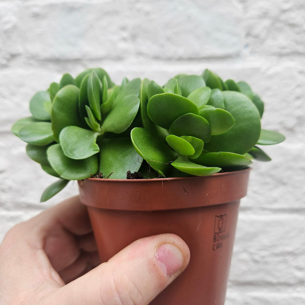 Crassula swaziensis 'Money Maker' - SGP Garden Ltd