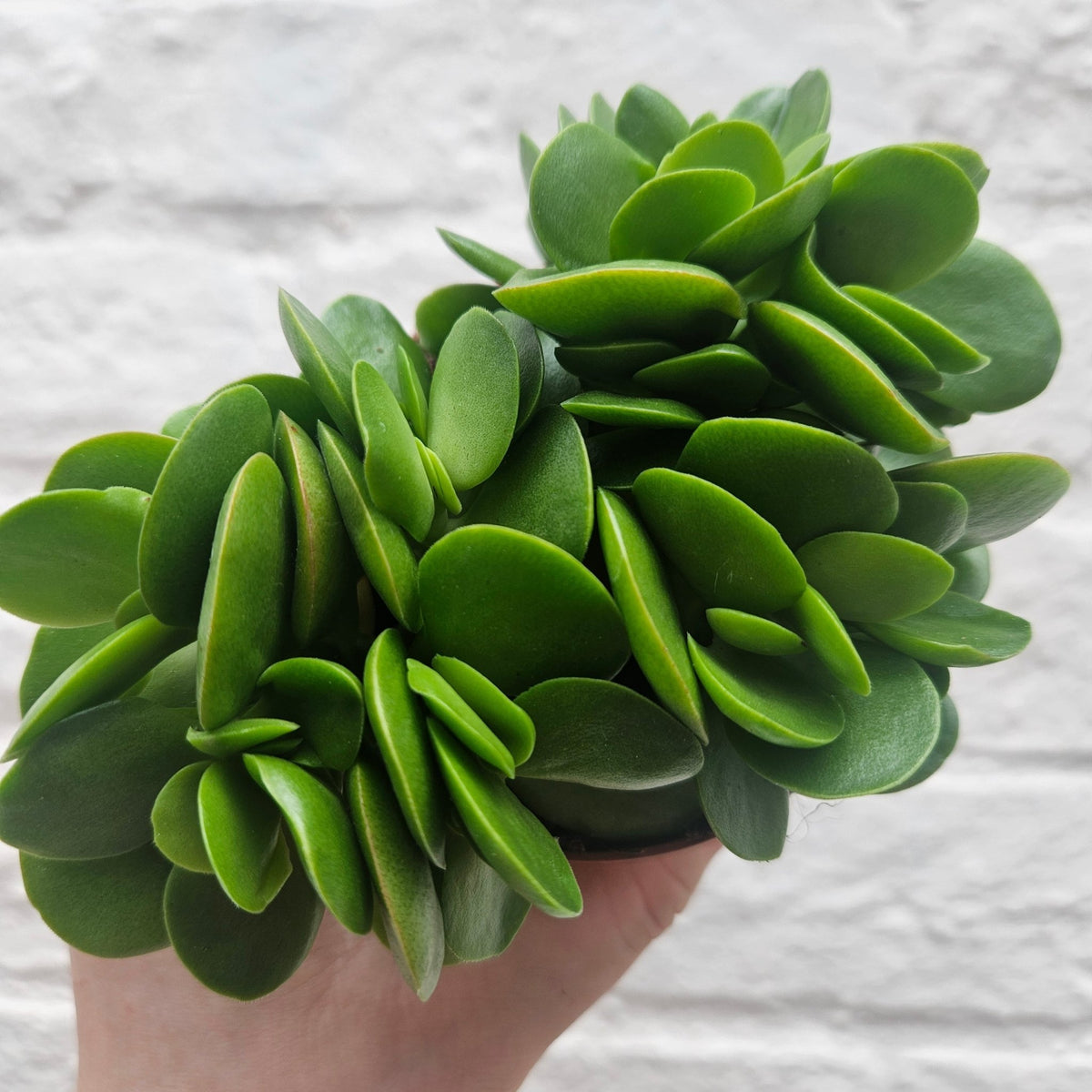 Crassula swaziensis 'Money Maker' - SGP Garden Ltd