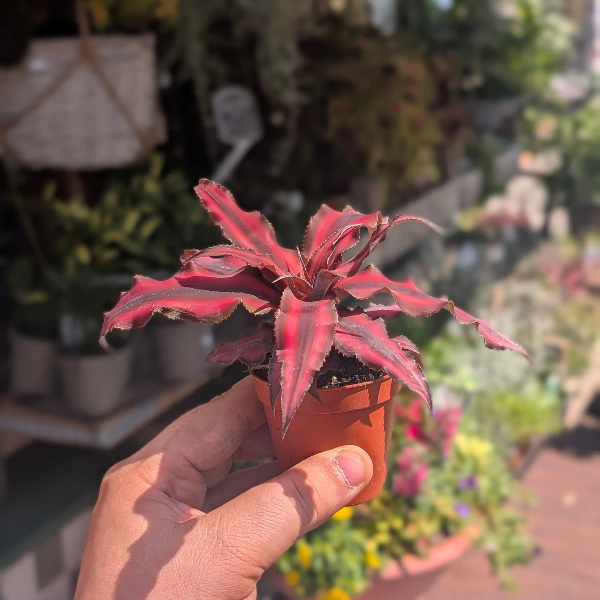 Cryptanthus bivittatus (Earth star) - SGP Garden Ltd