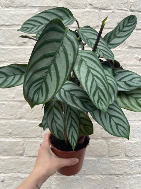 Ctenanthe setosa 'Compact Star' - SGP Garden Ltd