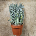 Curio ficoides ( Skyscraper Succulent) - SGP Garden Ltd