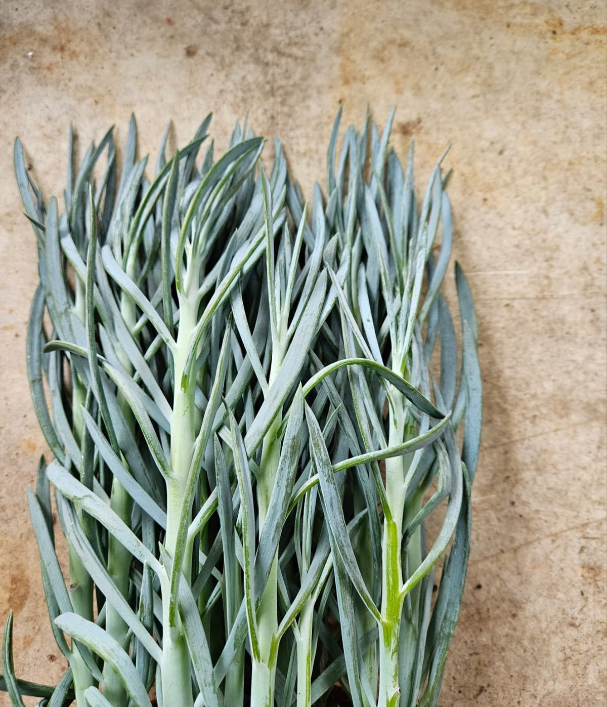 Curio ficoides ( Skyscraper Succulent) - SGP Garden Ltd