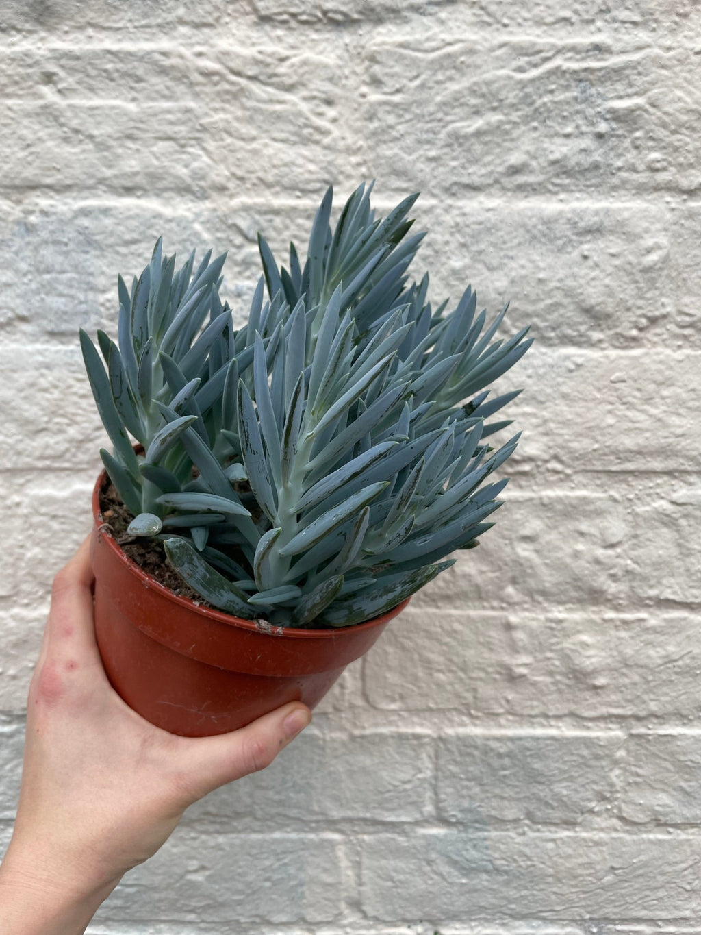 Curio ficoides ( Skyscraper Succulent) - SGP Garden Ltd