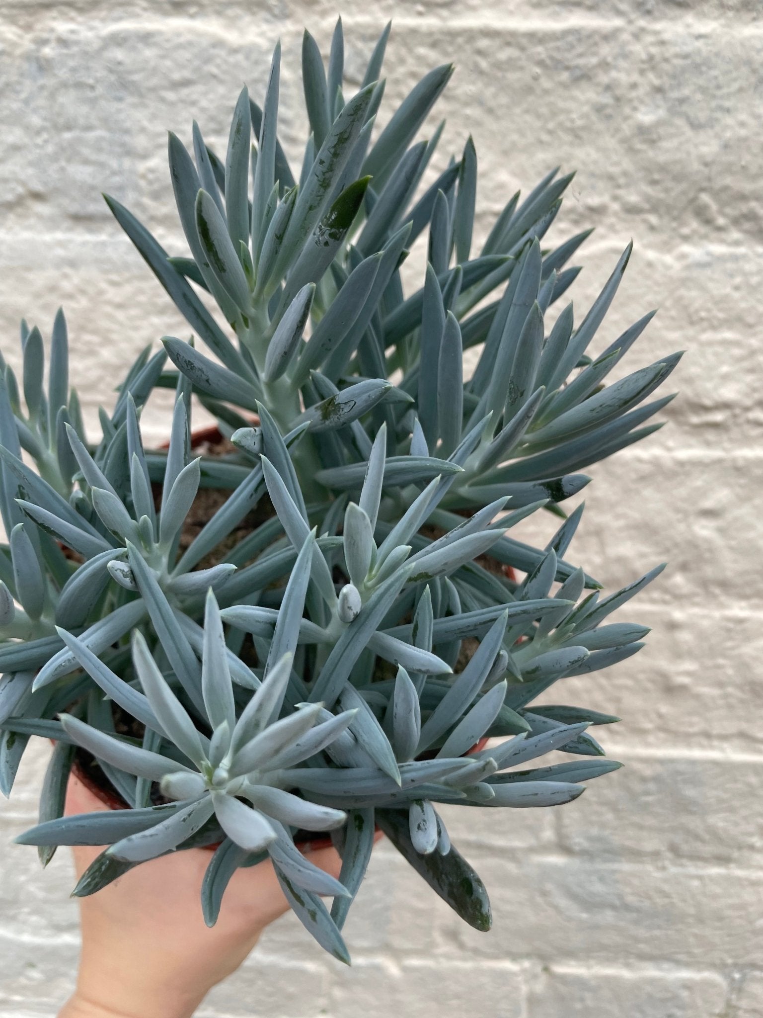 Curio ficoides ( Skyscraper Succulent) - SGP Garden Ltd