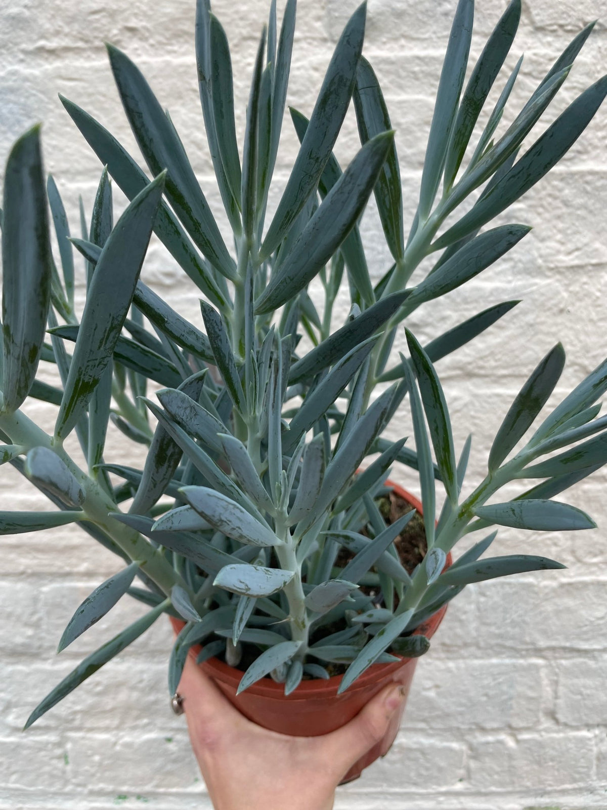 Curio ficoides ( Skyscraper Succulent) - SGP Garden Ltd