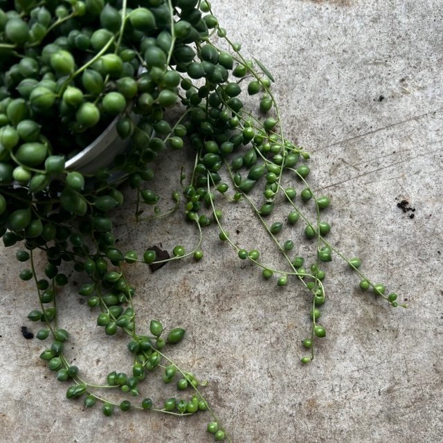 Curio rowleyanus (String of Beads) - SGP Garden Ltd