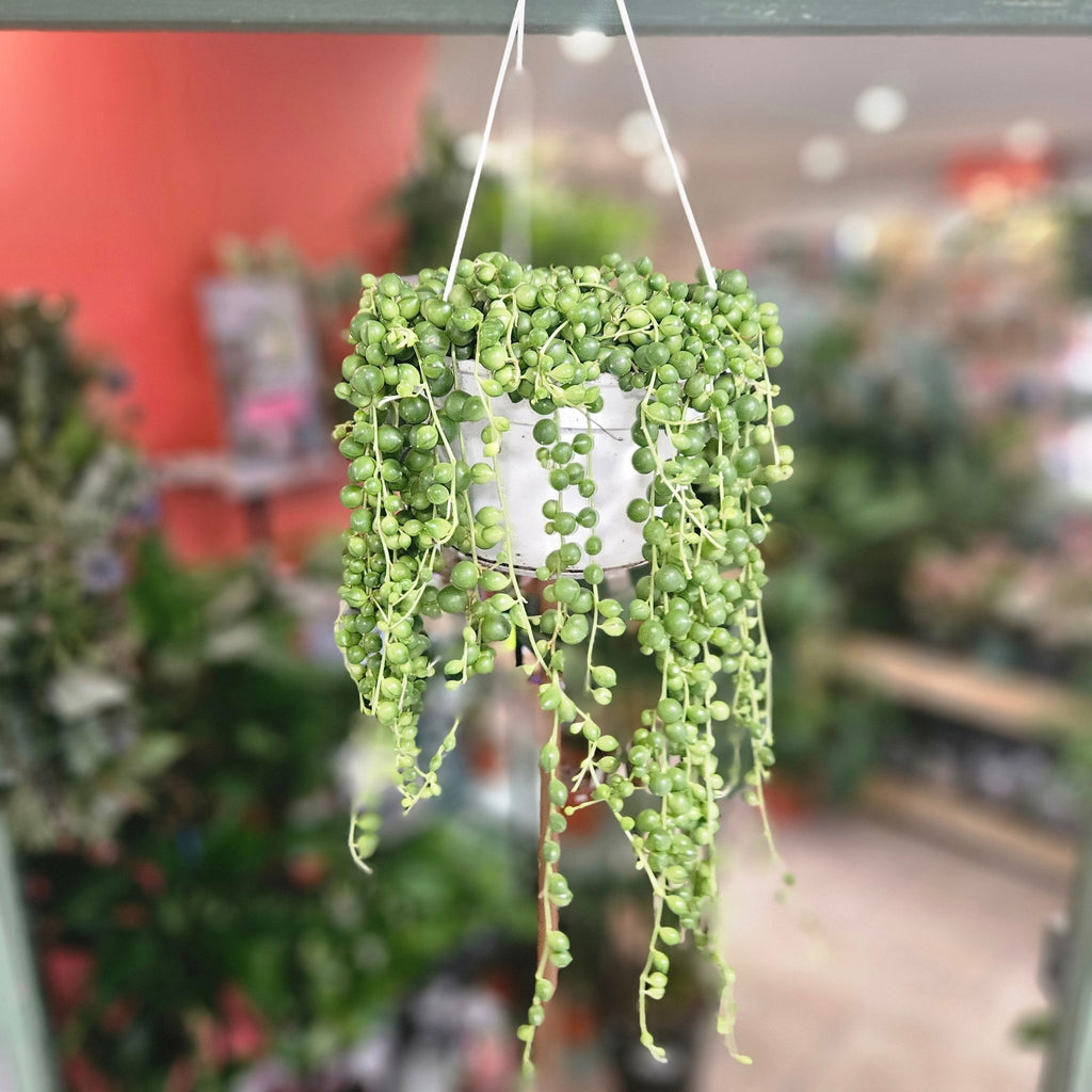 Curio rowleyanus (String of Beads) - SGP Garden Ltd