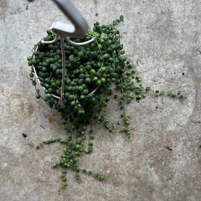 Curio rowleyanus (String of Beads) - SGP Garden Ltd