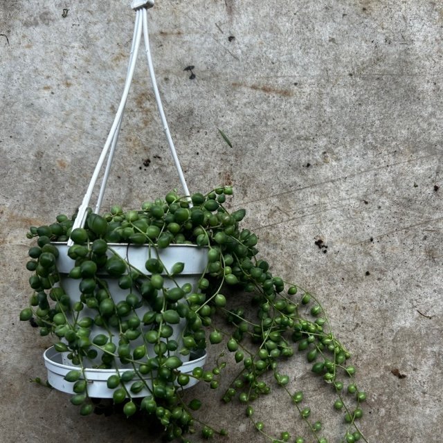 Curio rowleyanus (String of Beads) - SGP Garden Ltd
