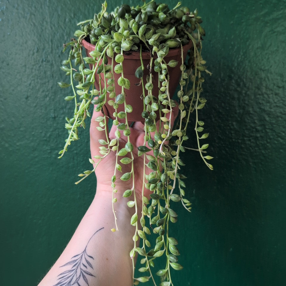 Curio variegated herreianus (Variegated String of Pearls) - SGP Garden Ltd