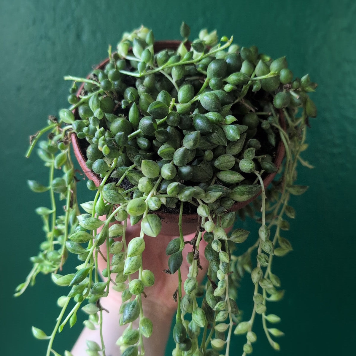 Curio variegated herreianus (Variegated String of Pearls) - SGP Garden Ltd
