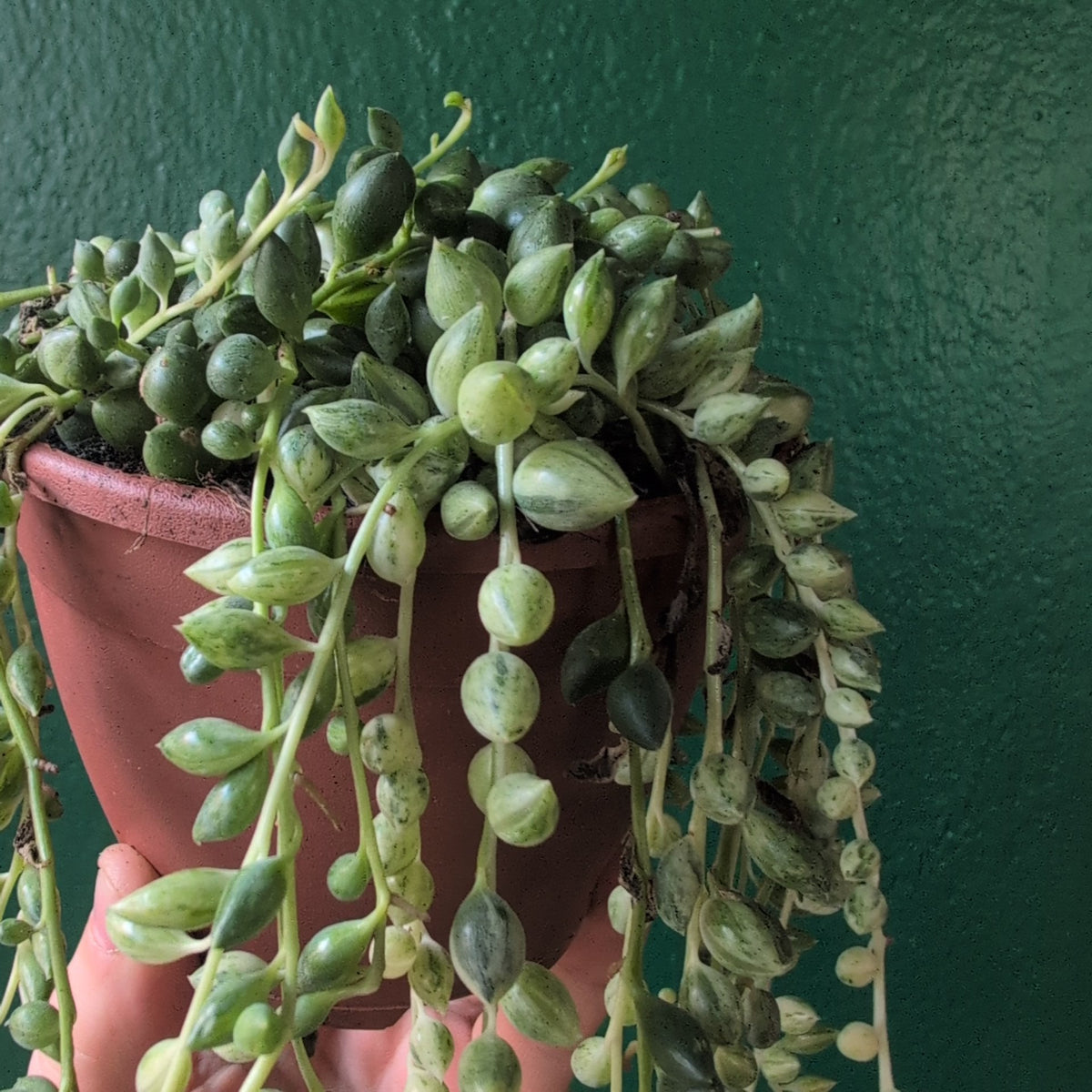 Curio variegated herreianus (Variegated String of Pearls) - SGP Garden Ltd