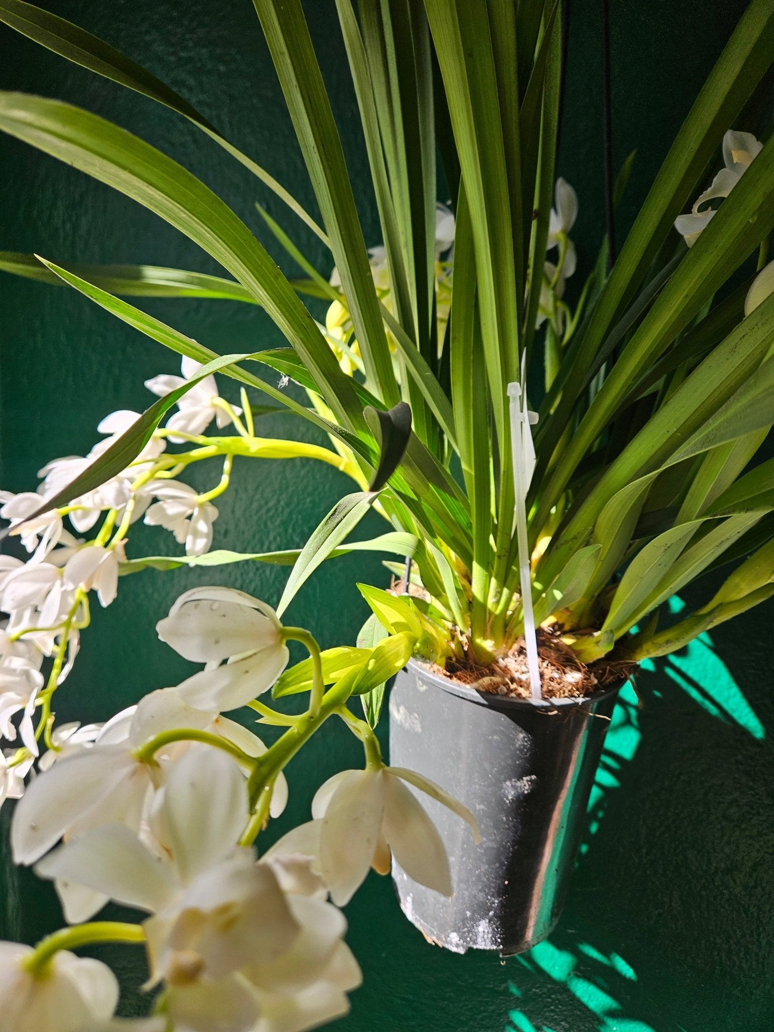 Cymbidium 'Ice Cascade' - SGP Garden Ltd